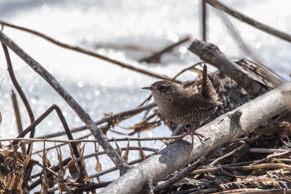 Winter Wren - ML426113281