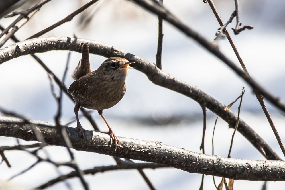 Winter Wren - ML426113301