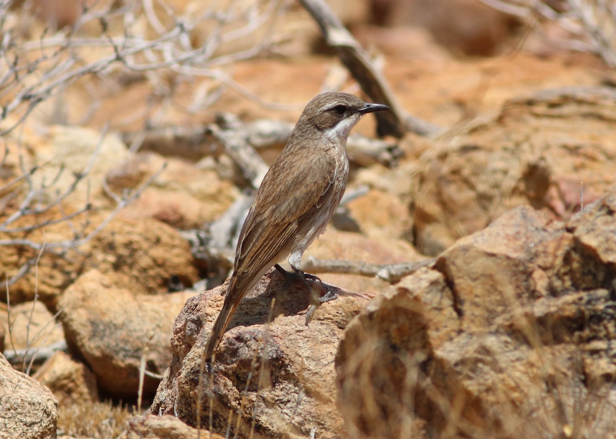 Herero Chat - John Drummond