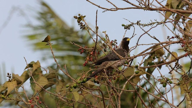 Turaco Gris Occidental - ML426117071