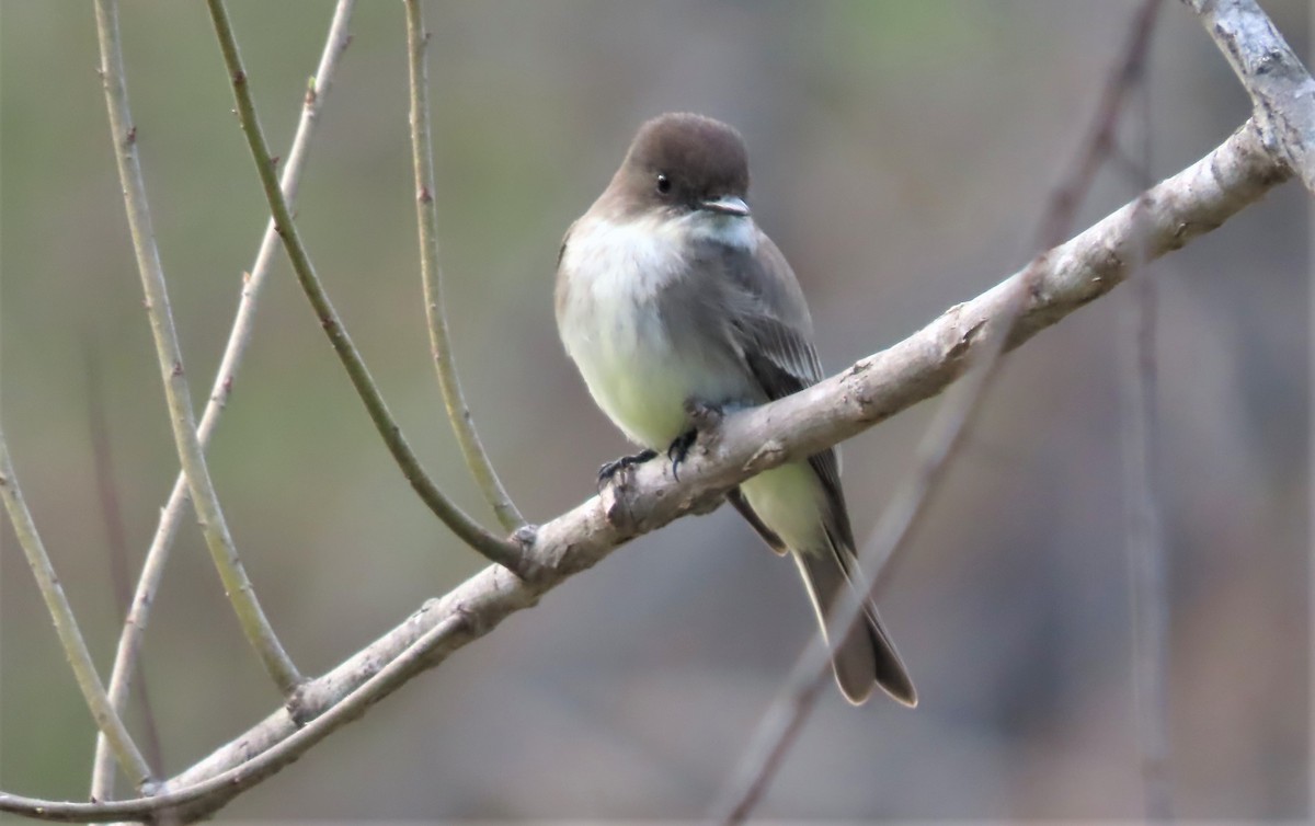 Eastern Phoebe - ML426117181