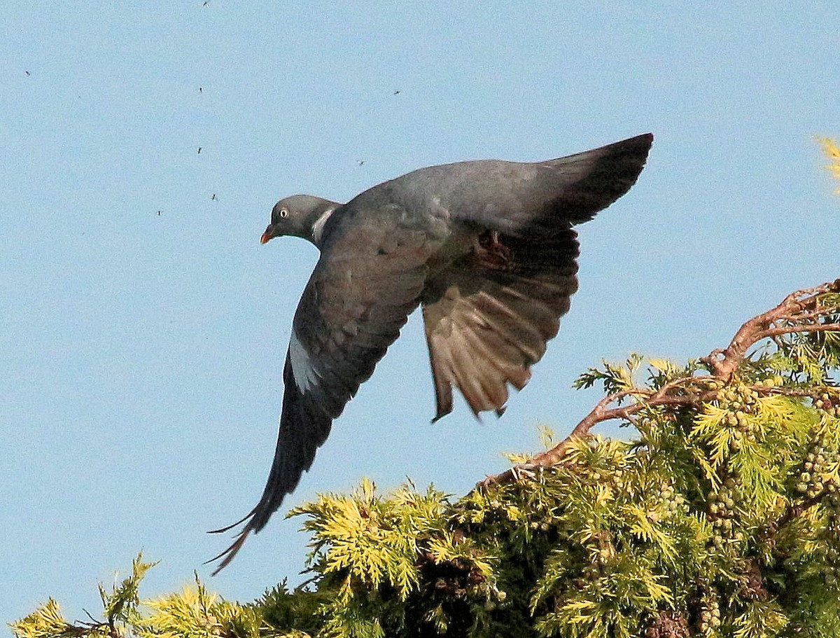 Common Wood-Pigeon - ML426117701