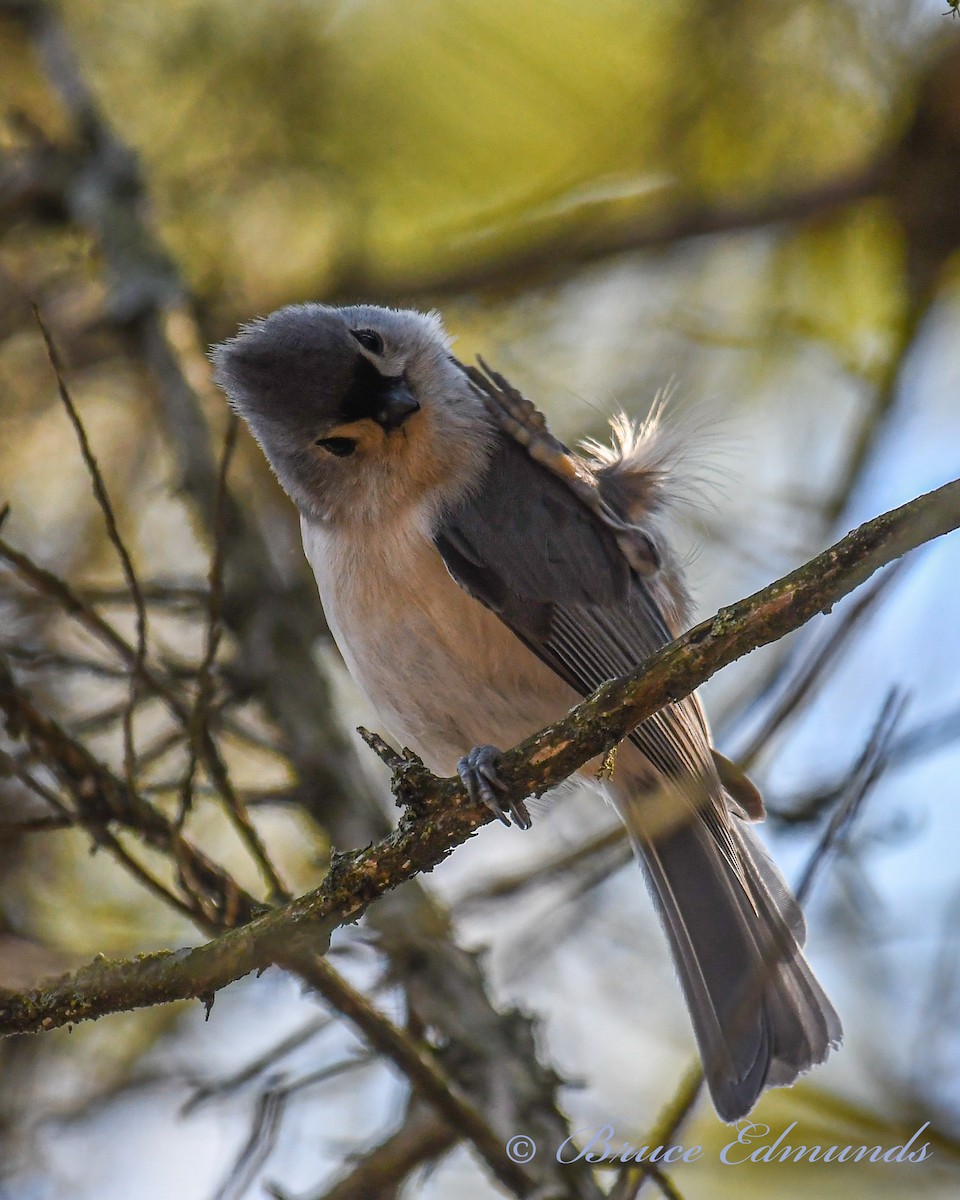 Tufted Titmouse - ML426118581