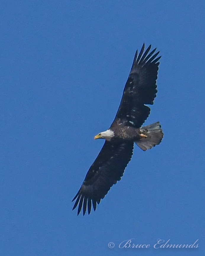 Bald Eagle - ML426118641