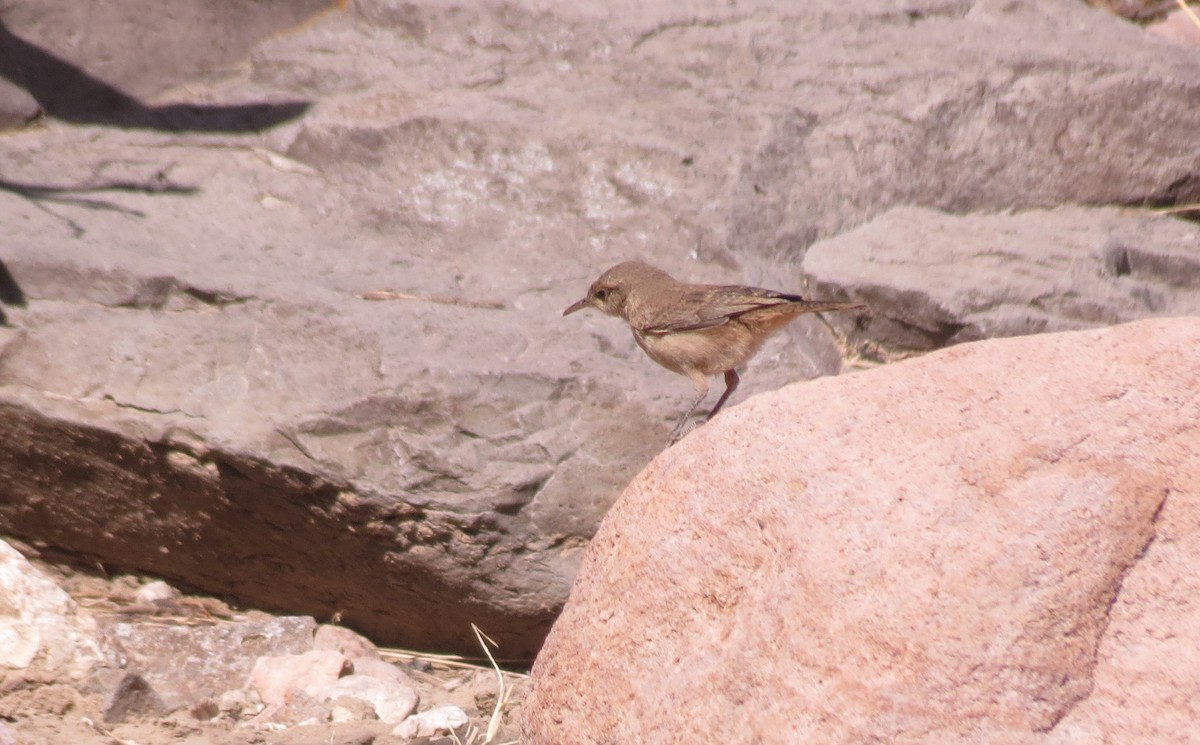 Rock Wren - ML426118791