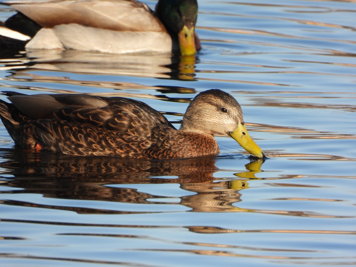 Mexican Duck - ML426119371
