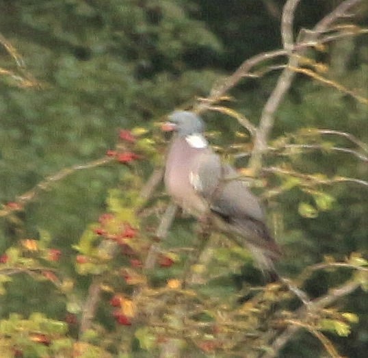 Common Wood-Pigeon - ML426119711