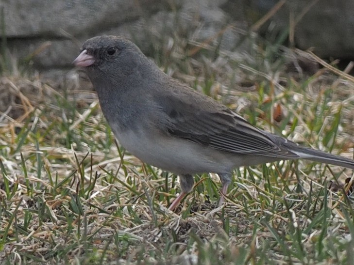 Junco ardoisé - ML426120551