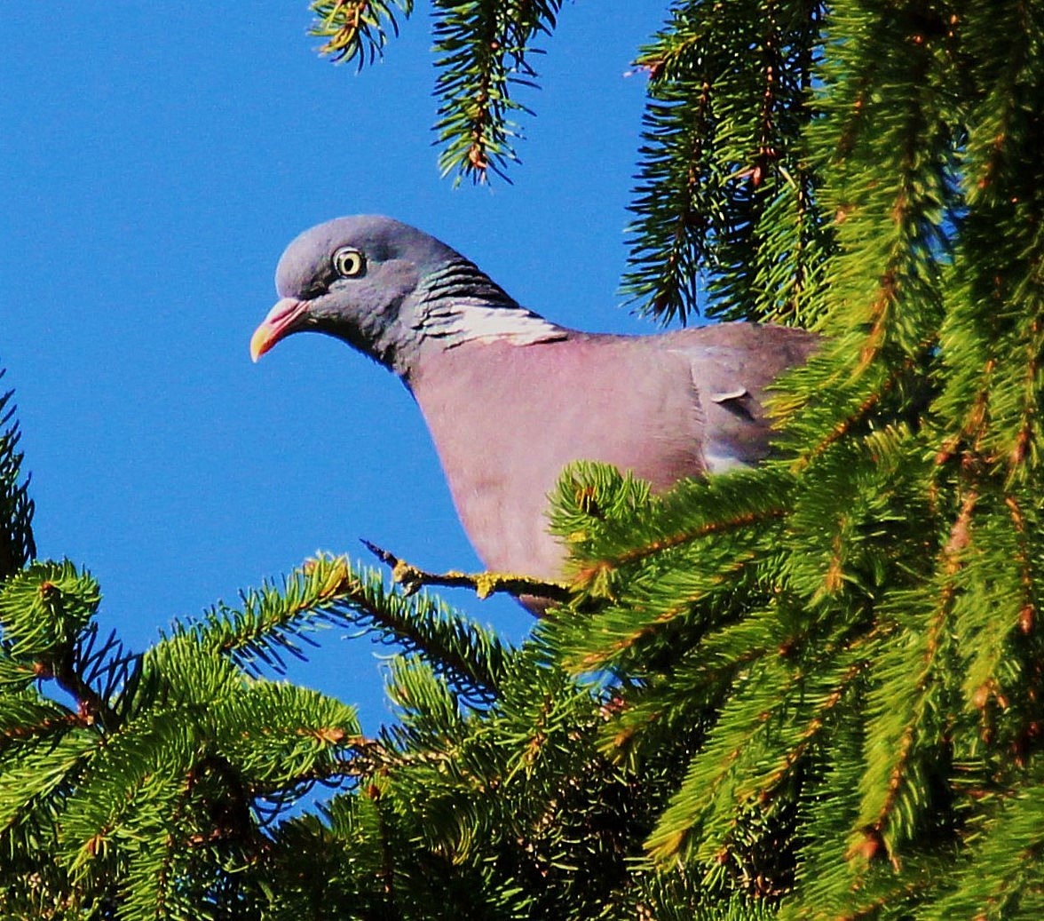 Common Wood-Pigeon - ML426121131