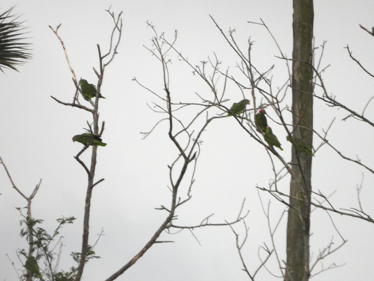 Amazona Tamaulipeca - ML426121151