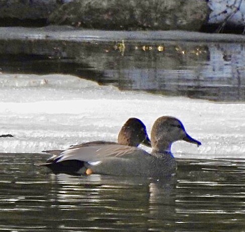 Gadwall - Dave Milsom