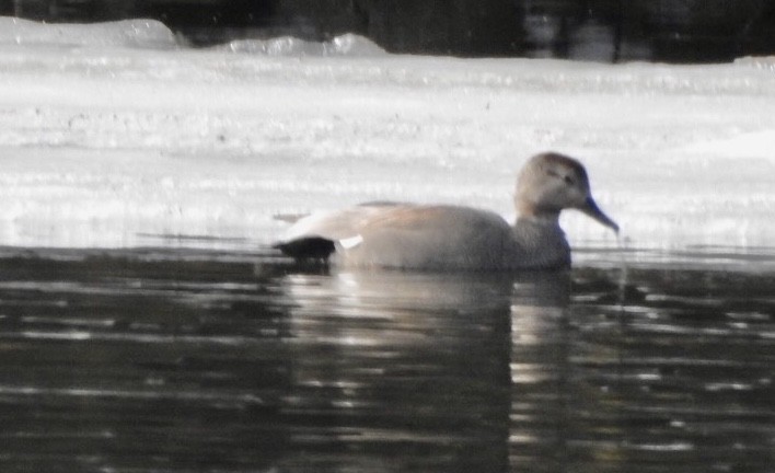 Gadwall - Dave Milsom