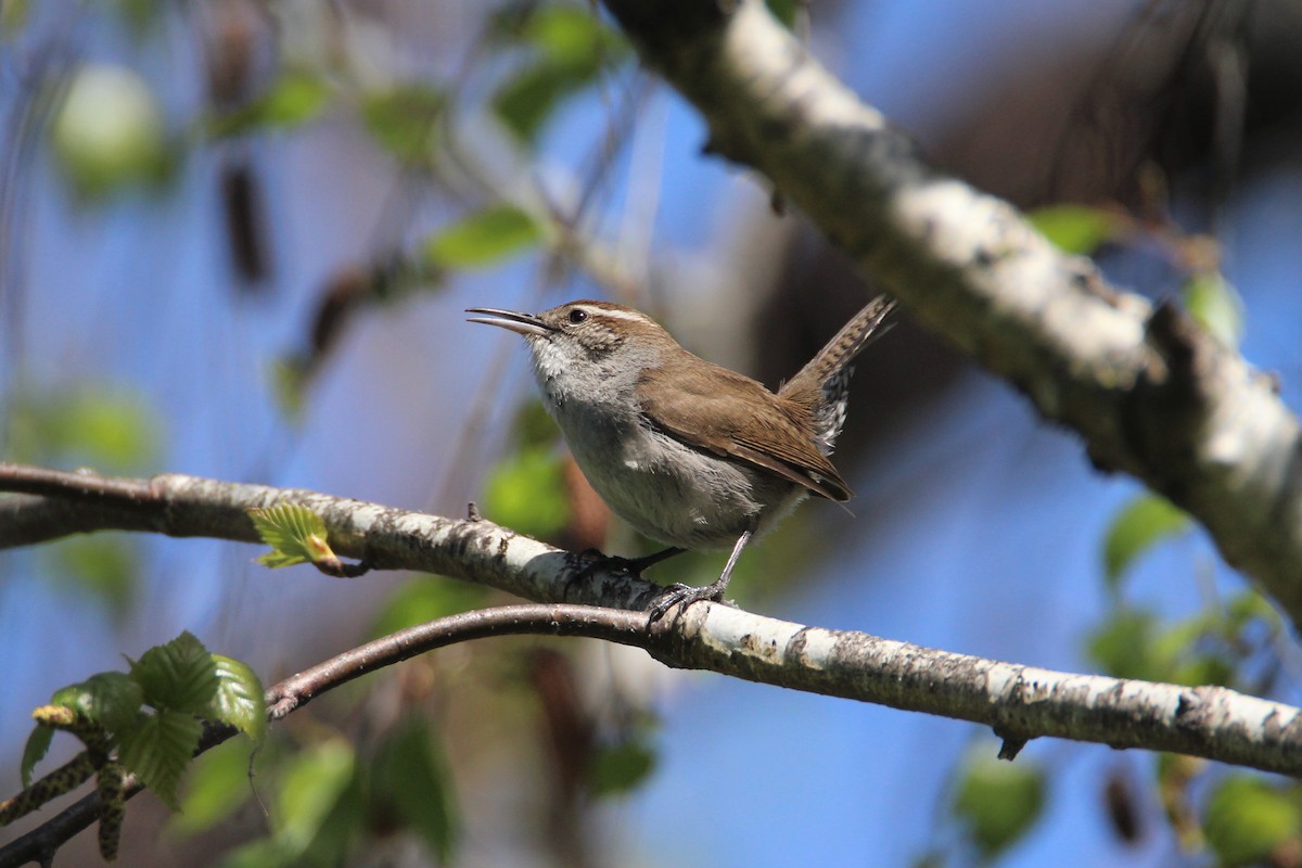 Bewick's Wren - ML426122961