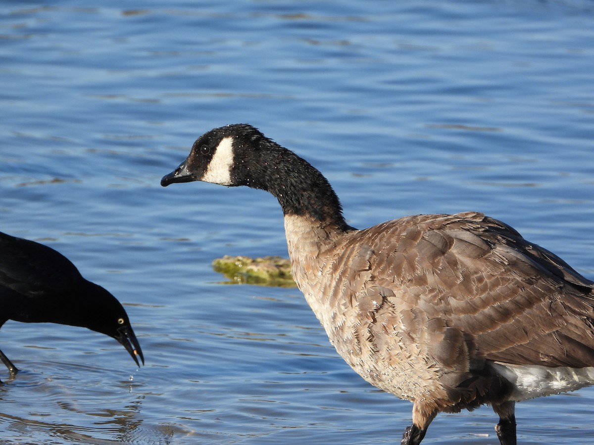 Cackling Goose - ML426123041