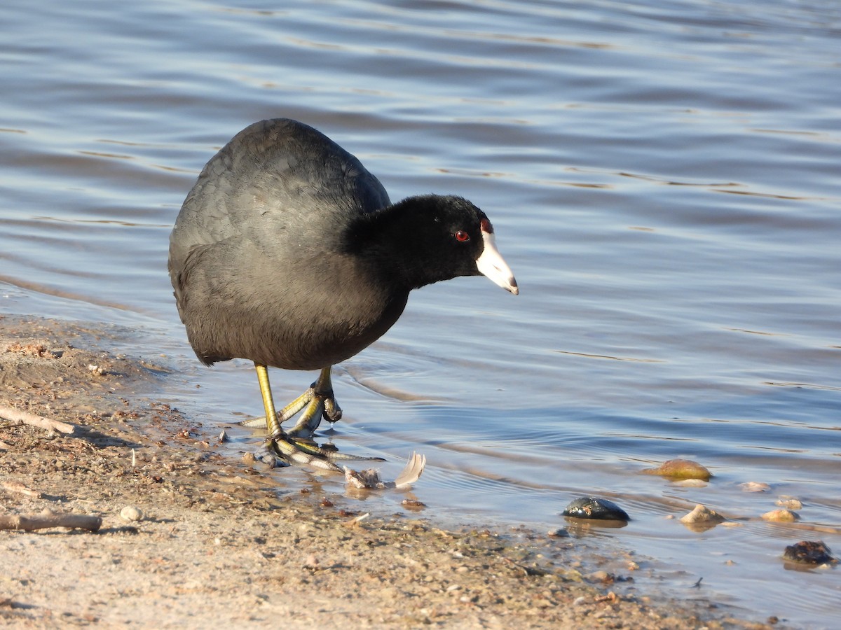 American Coot - ML426123091