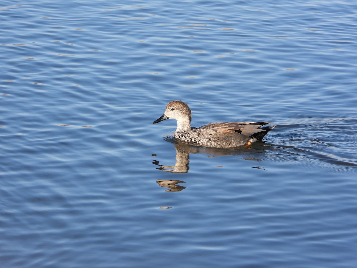 Gadwall - ML426123111