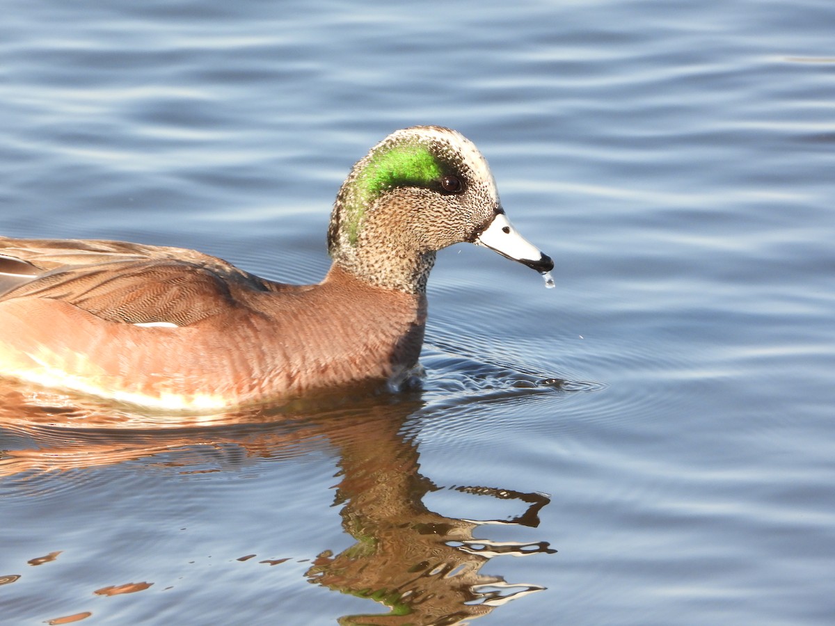 American Wigeon - ML426123141