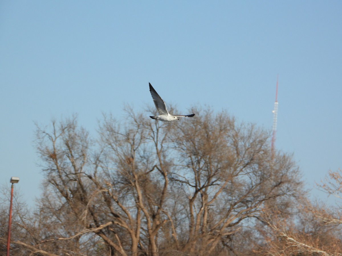 Ring-billed Gull - ML426123271