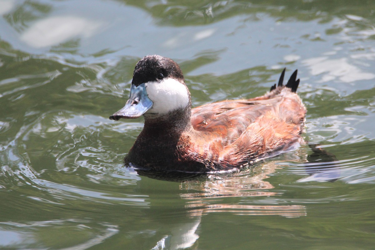 Ruddy Duck - Patrick Sysiong