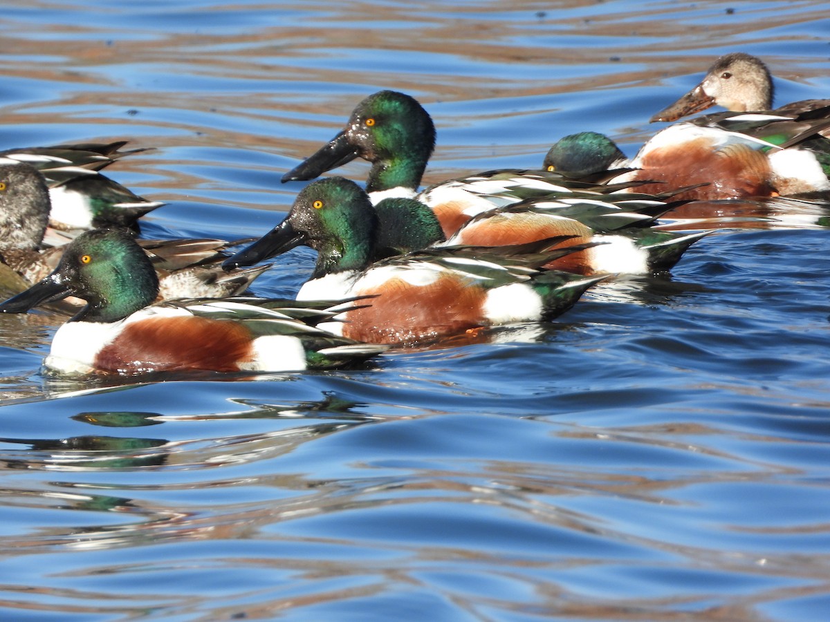 Northern Shoveler - ML426123611