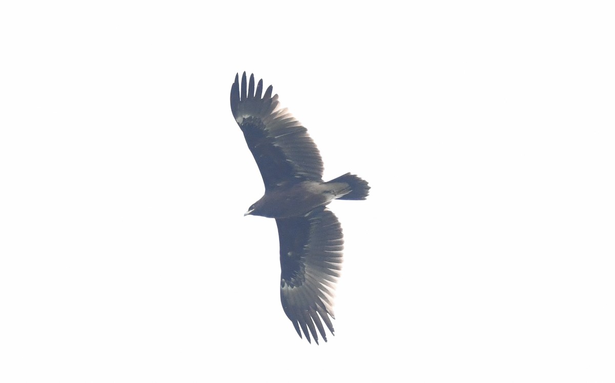 Greater Spotted Eagle - ML426124751