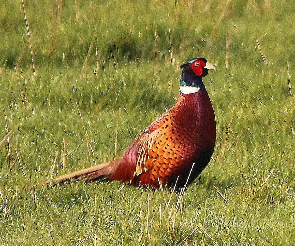 Ring-necked Pheasant - ML426125131