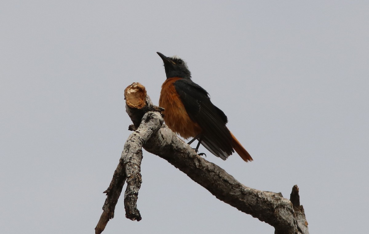 Short-toed Rock-Thrush (White-crowned) - John Drummond