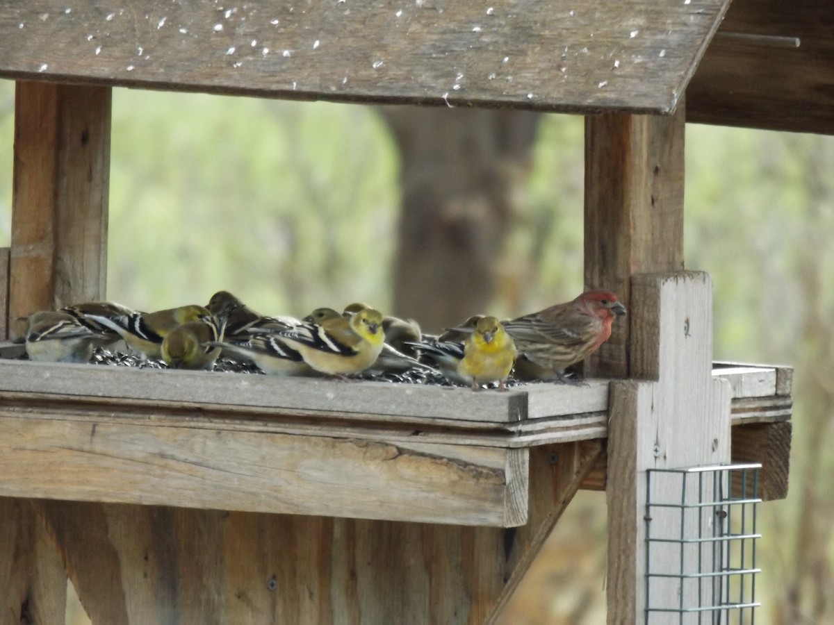 American Goldfinch - ML42612581