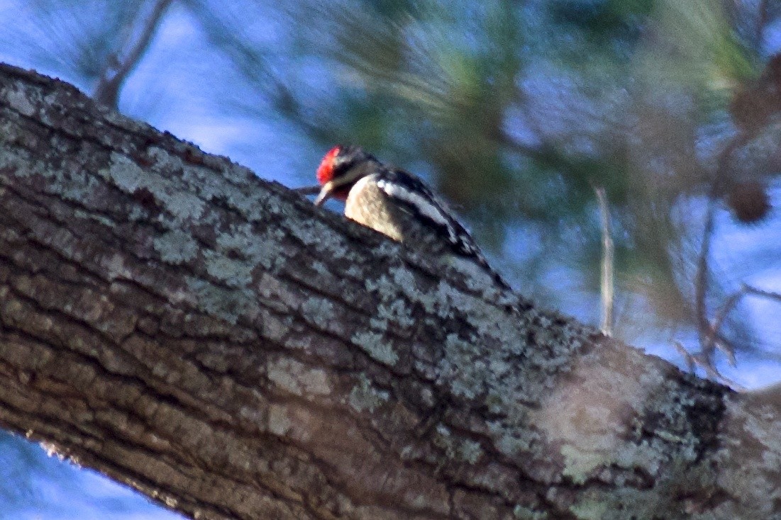 Yellow-bellied Sapsucker - ML42612611