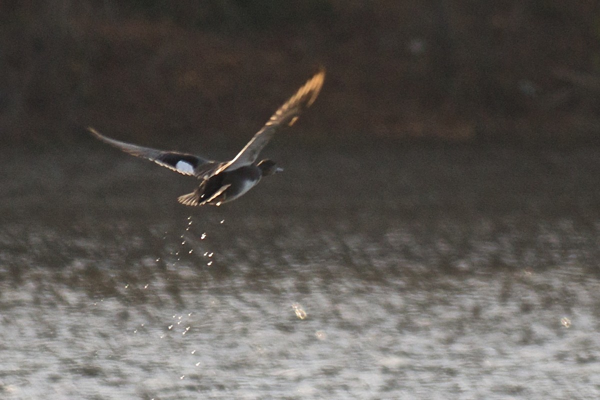 Gadwall - ML42612651