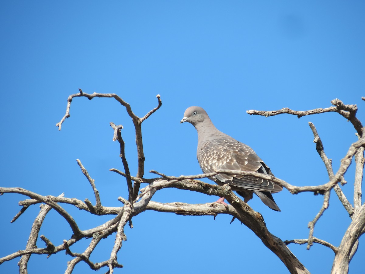 Spot-winged Pigeon - ML426126851