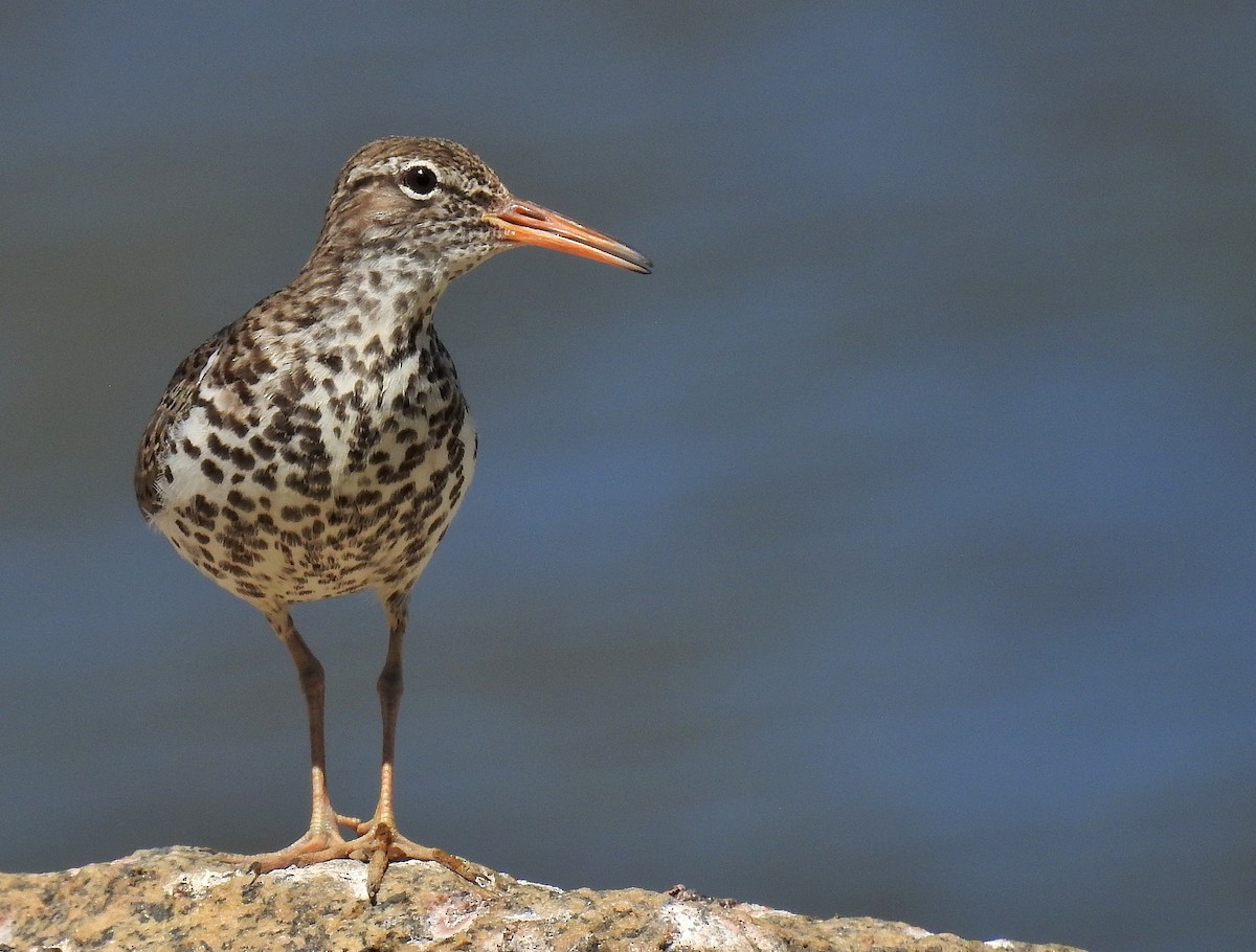 Spotted Sandpiper - ML426127491