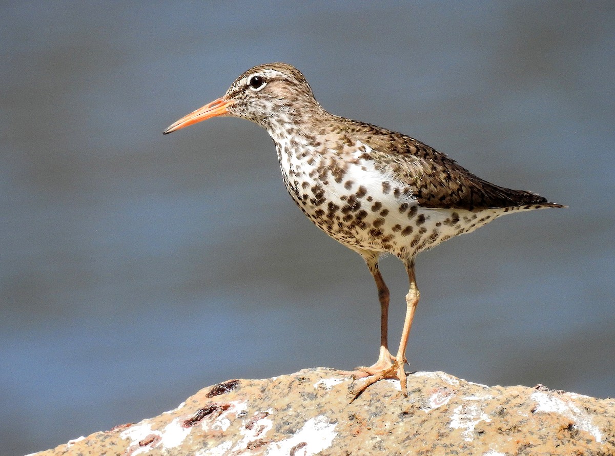 Spotted Sandpiper - ML426127511