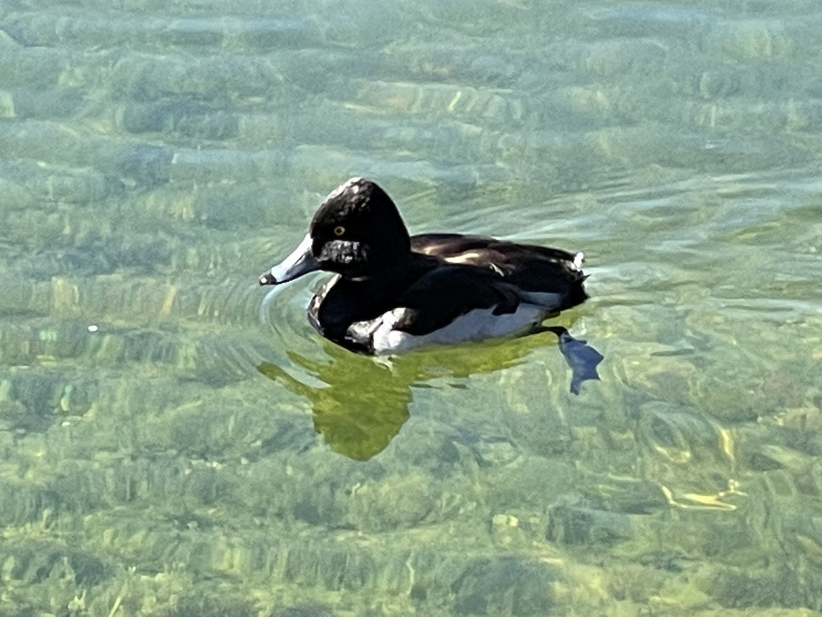 Ring-necked Duck - ML426128801