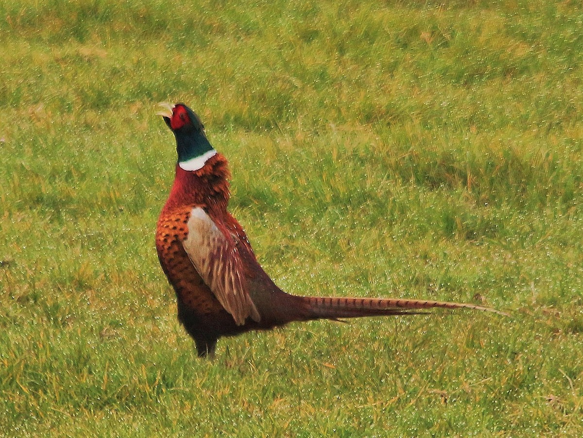 Ring-necked Pheasant - ML426128941