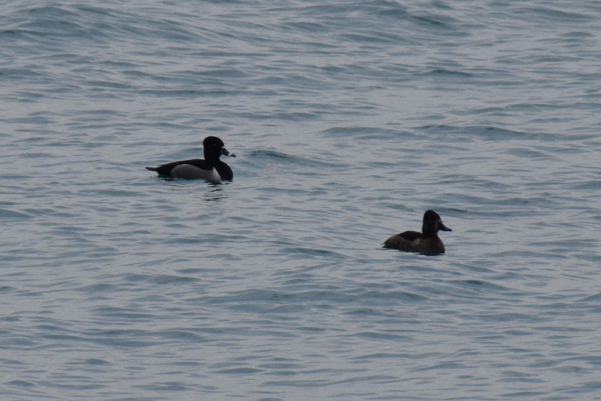 Ring-necked Duck - ML426129141