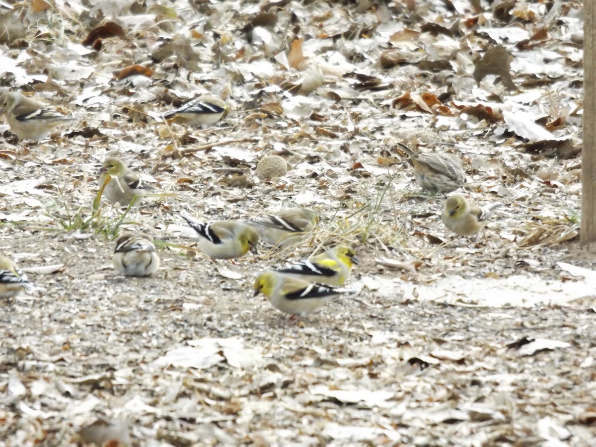 American Goldfinch - ML42613041