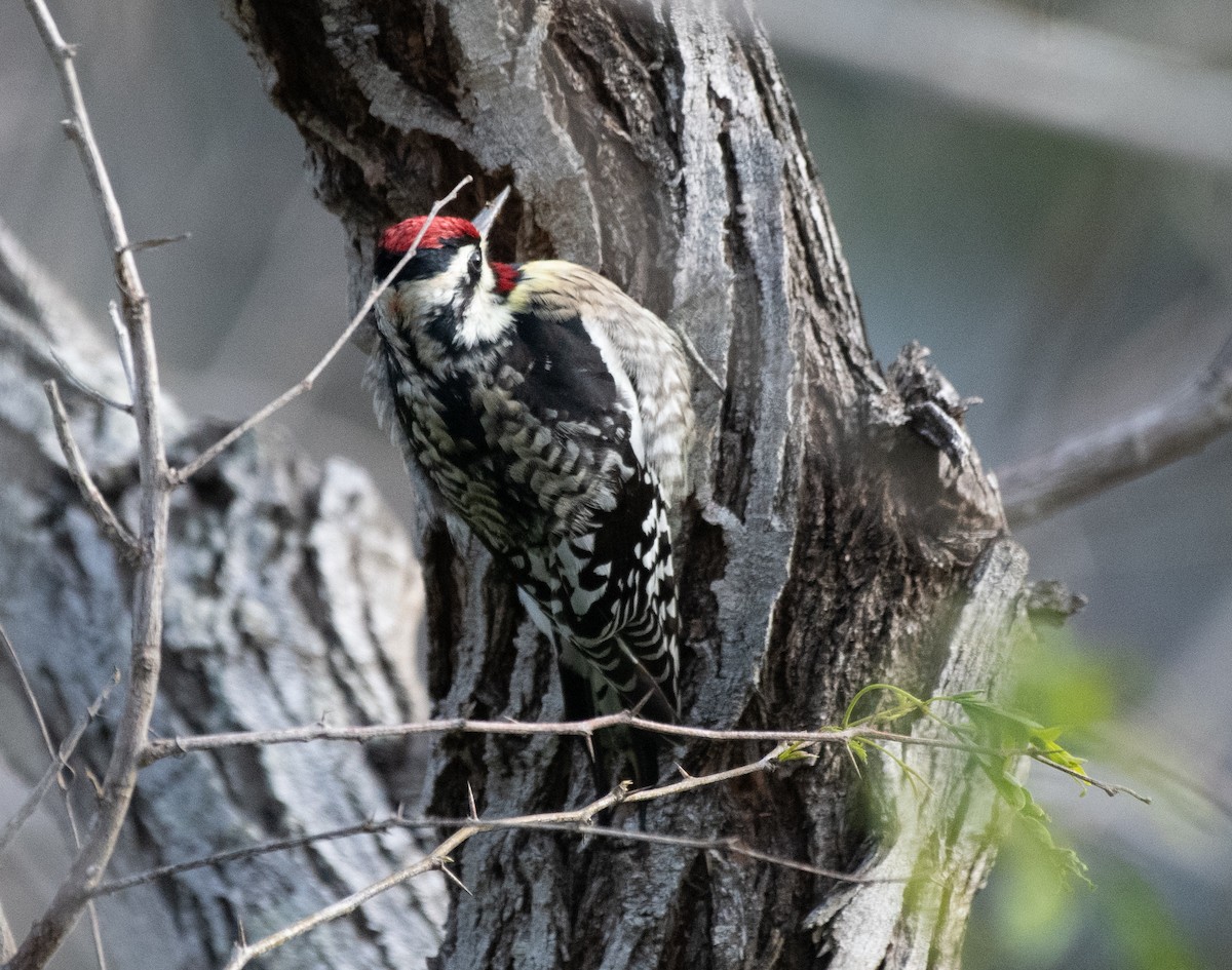 Yellow-bellied Sapsucker - ML426131691