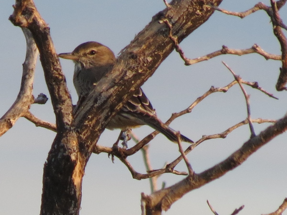 Gray-bellied Shrike-Tyrant - ML426132051