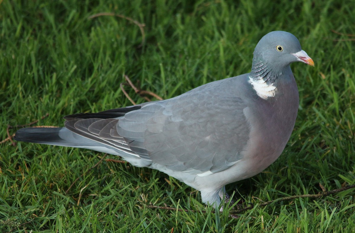 Common Wood-Pigeon - ML426132331