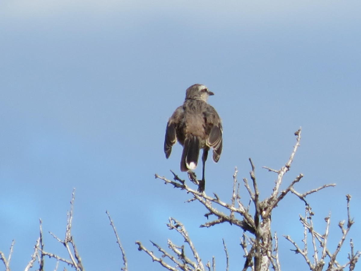 Chalk-browed Mockingbird - adriana centeno