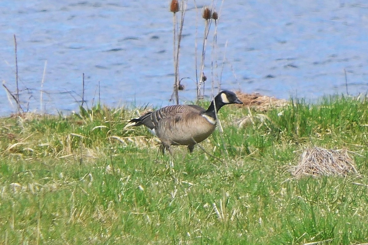 Cackling Goose - ML426134551