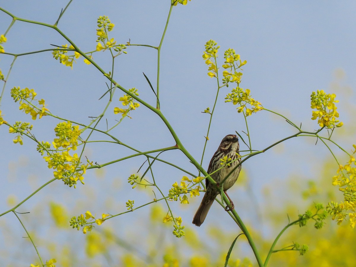 Song Sparrow - ML426135941