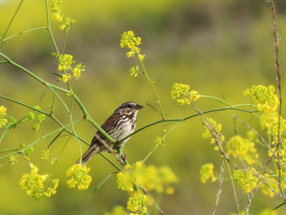 Song Sparrow - ML426135951