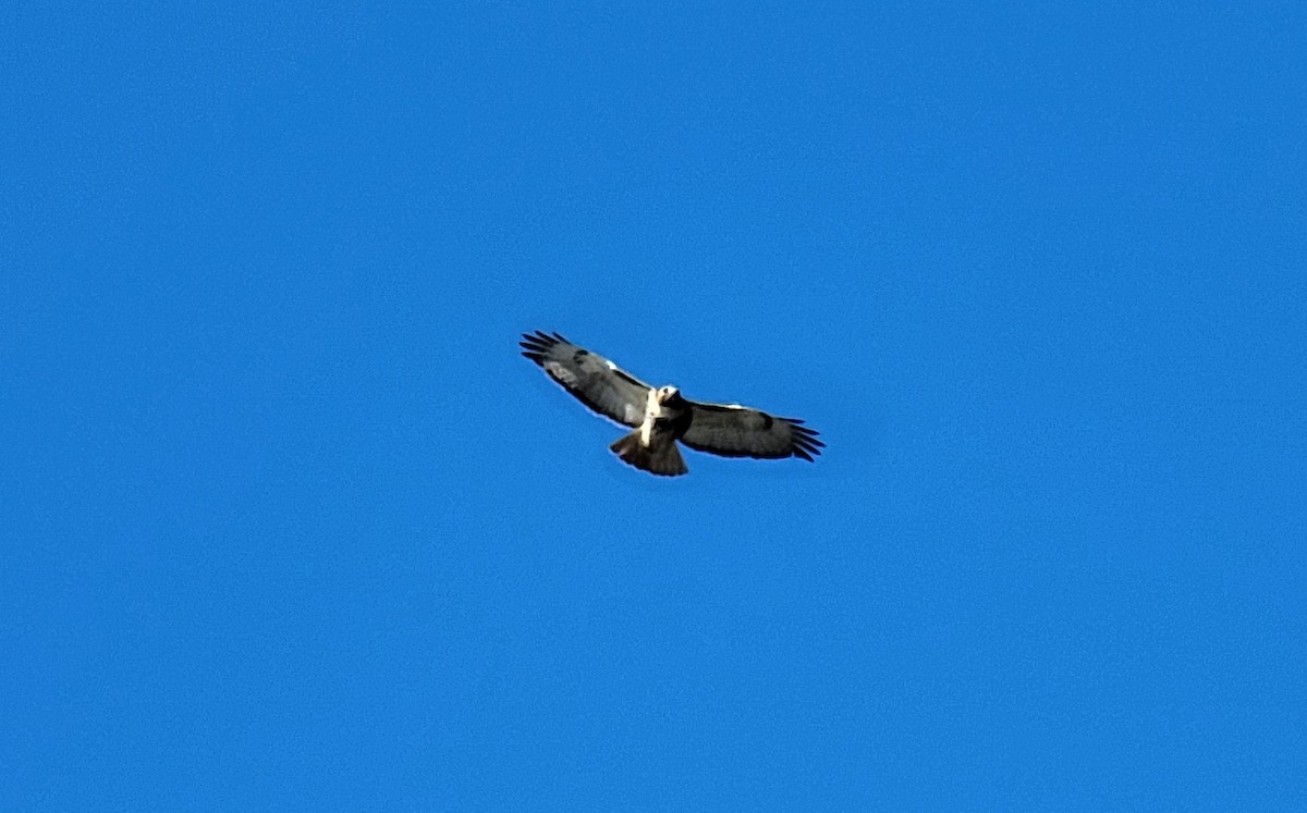 Red-tailed Hawk - ML426136451
