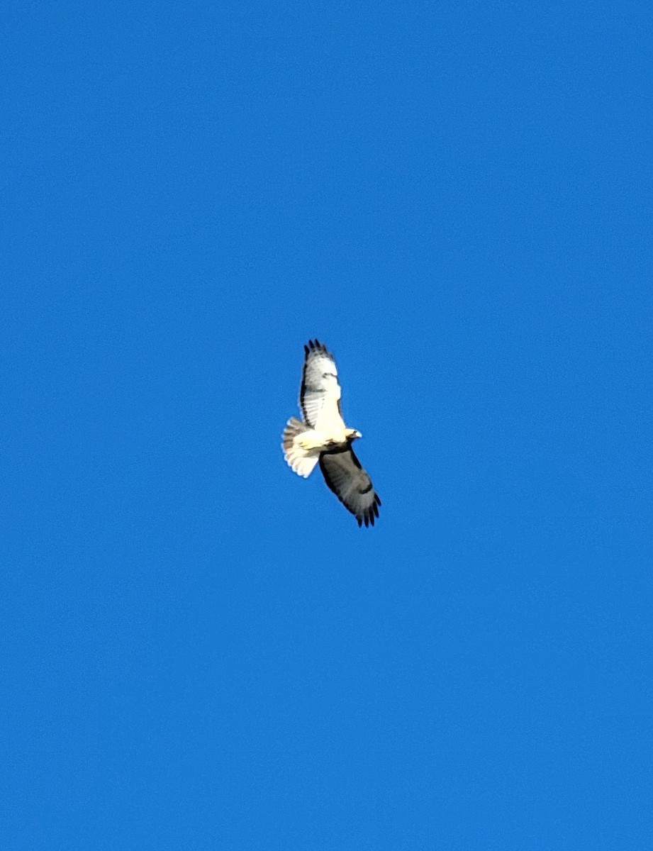 Red-tailed Hawk - ML426136461
