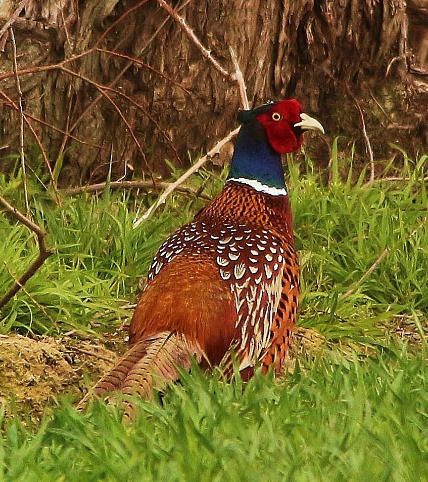 Ring-necked Pheasant - ML426137371