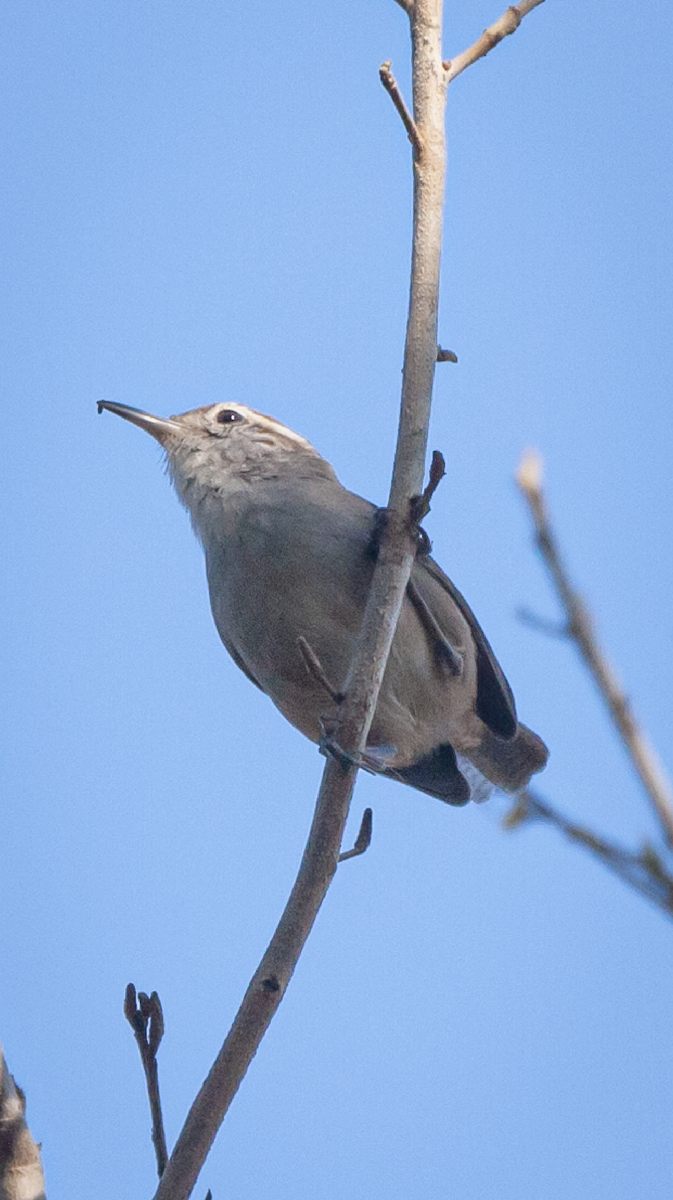 White-bellied Wren (West Mexico) - ML426137791