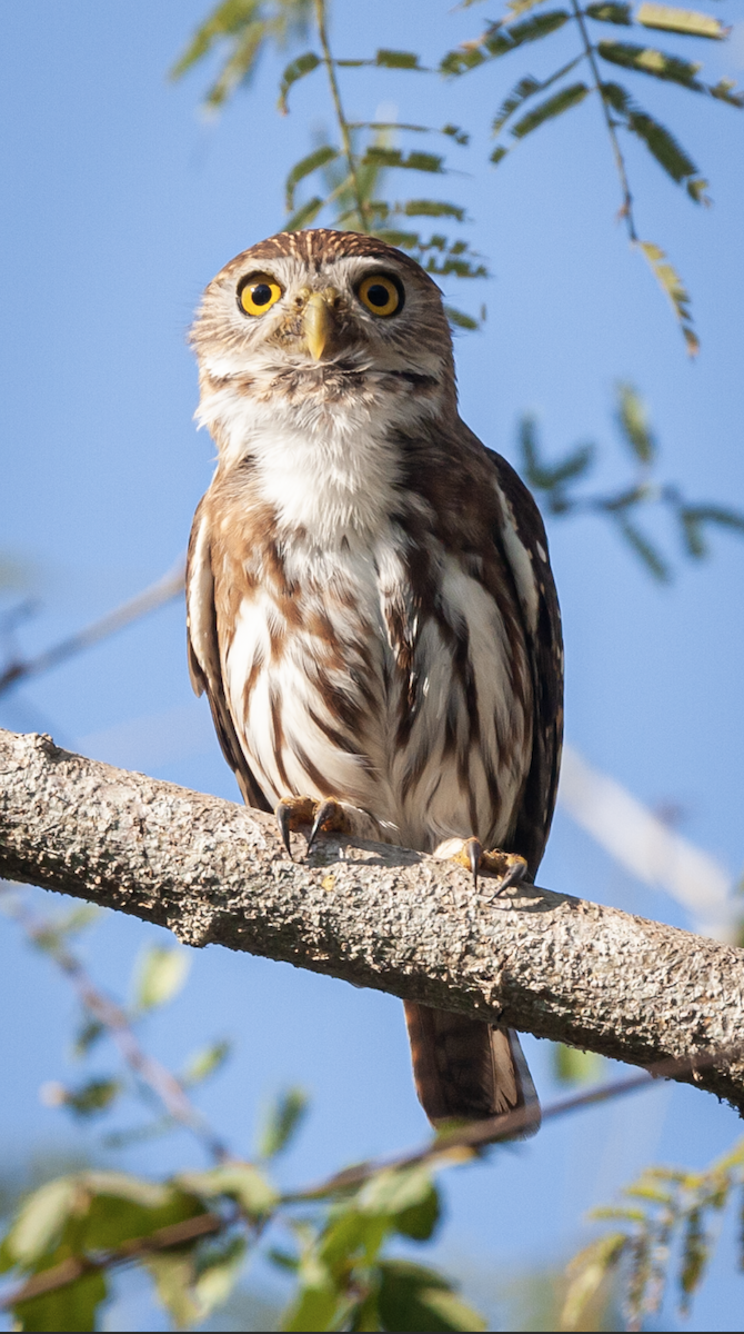 Ferruginous Pygmy-Owl - ML426138131