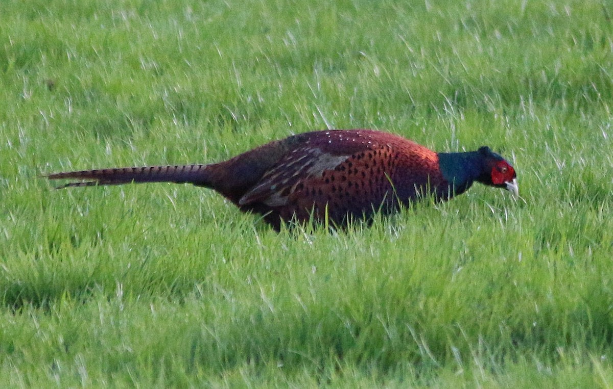 Ring-necked Pheasant - ML426138821